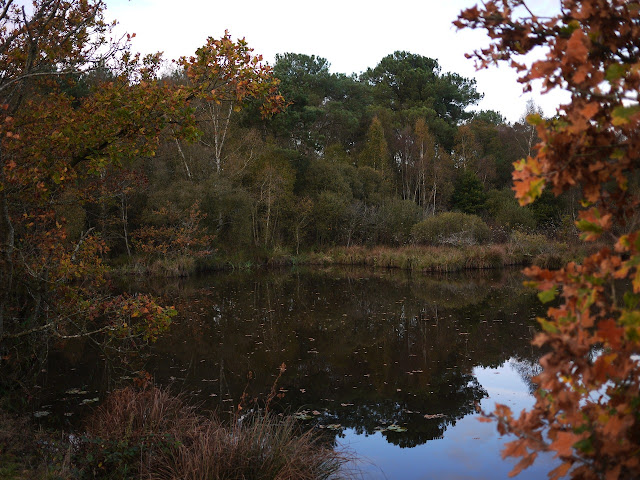 étang Aumée , marais et belles couleurs d'automne. Fégréac 44