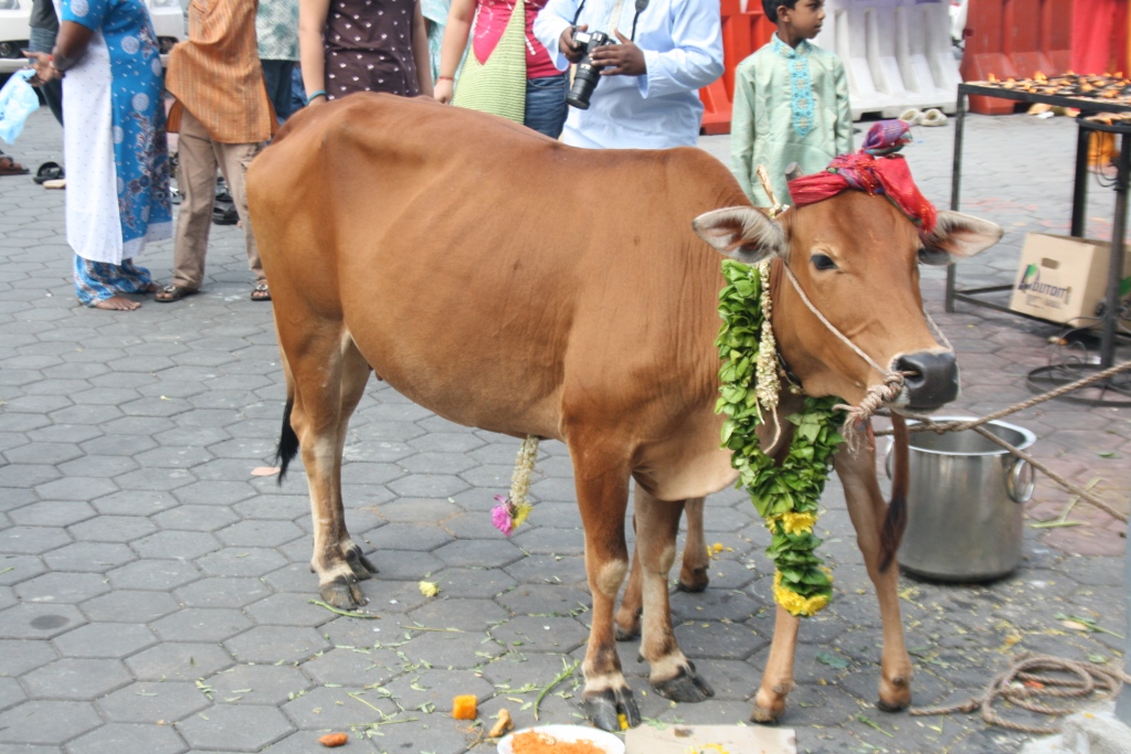 272 Anak Tangga Batu Caves  Hamka Kecil