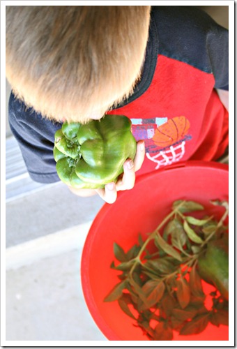 Miles with Veggies