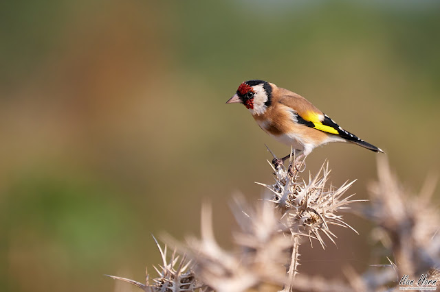 Goldfinch on Thorns