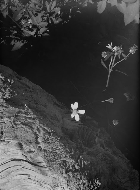 olympus pen f img2