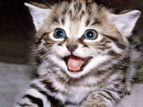 cute-cat-26