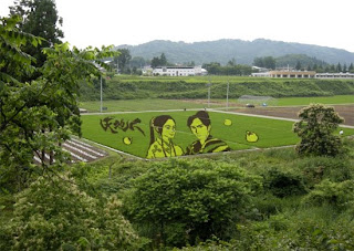 art work in-rice-field