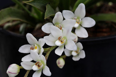 Sarcochilus falcatus care and culture