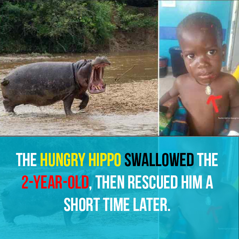 The-hungry-hippo-swallowed-the-2-year-old-then-rescued-him-a-short-time-later.
