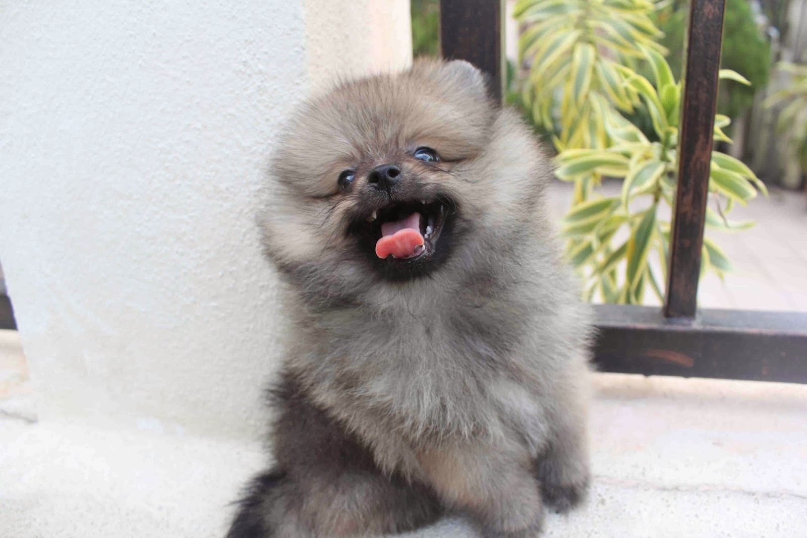 Where Do We Get Mini  Pomeranian In Kerala : Miniature red sable Pomeranian | Animals, Pomeranian, Dogs / Table of contents mini pomeranian mixes who should get a miniature pomeranian dog?