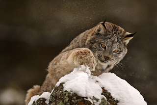 bobcat wild animal wallpaper picture