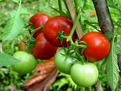 Tomato Plant