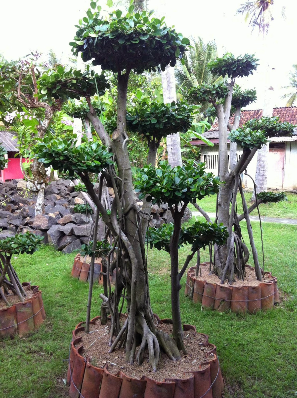 Beringin Dolar Bonsai Besar Cahunit com