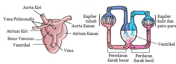 katak