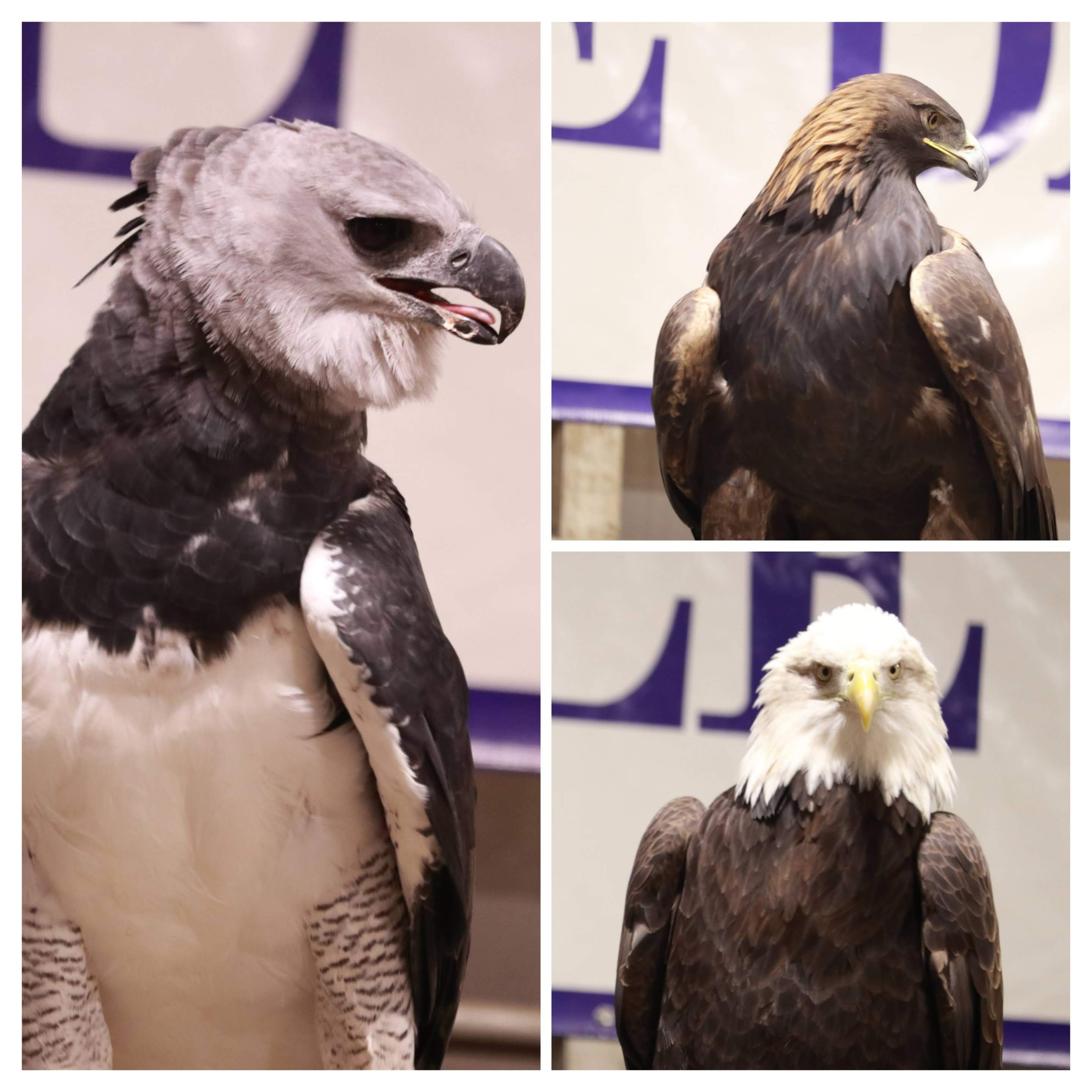 Harpy Eagle vs Bald Eagle: See Who Wins