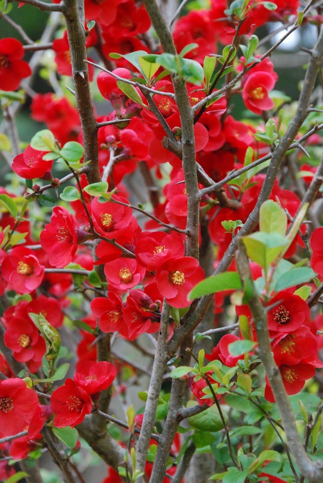 拈花惹草集 貼梗海棠 Flowering Quince