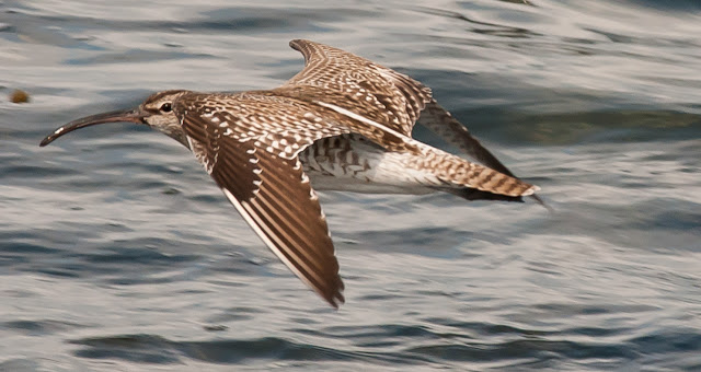 Whimbrel Bird Photos,Whimbrel bids images, Whimbrel foods, where Whimbrel bird found, Whimbrel bird location, whimbrel bird migration