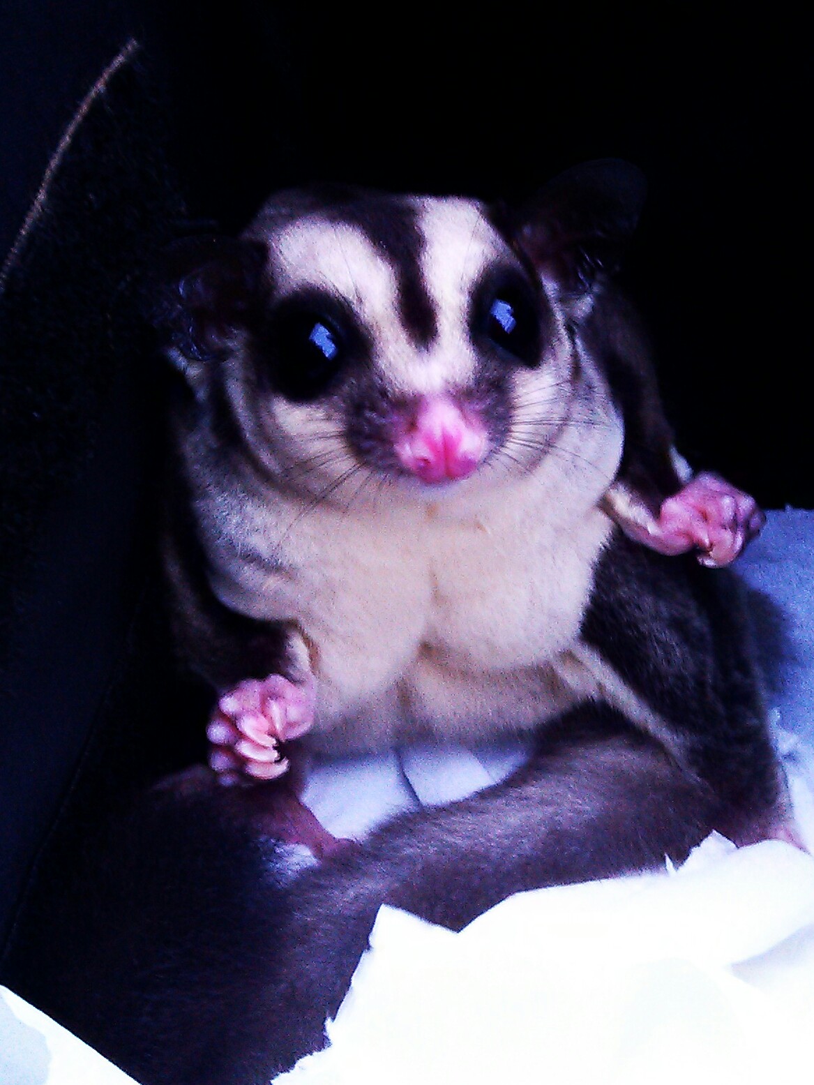 Albino Sugar Glider