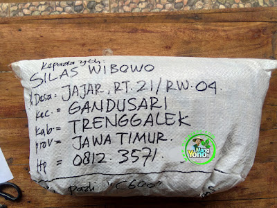 Benih Padi Pesanan  SILAS WIBOWO Trenggalek, Jatim.  Benih Sesudah di Packing