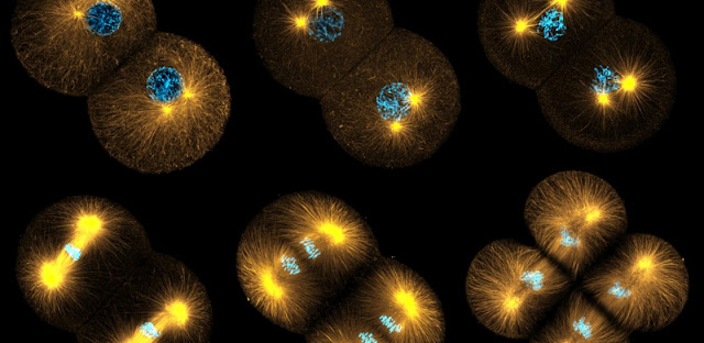 Division celular y mitosis en biologia