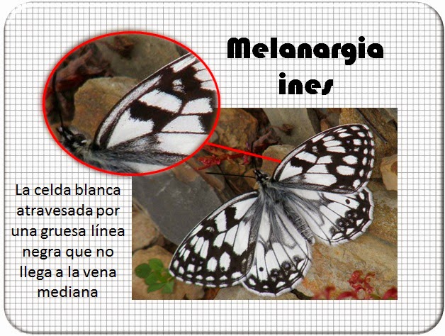 Celda de la Melanargia ines