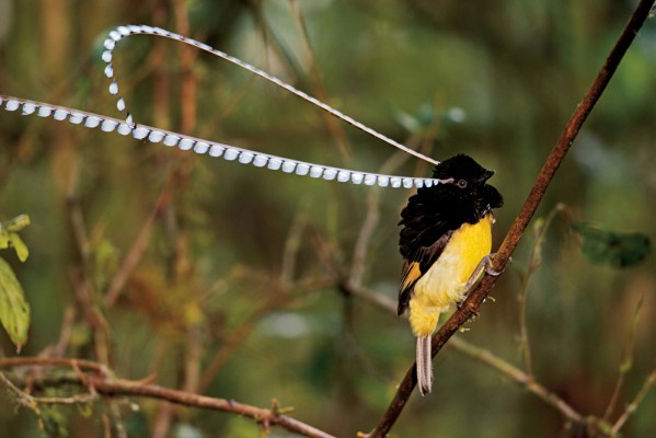 National Geographic Bird Of Paradise