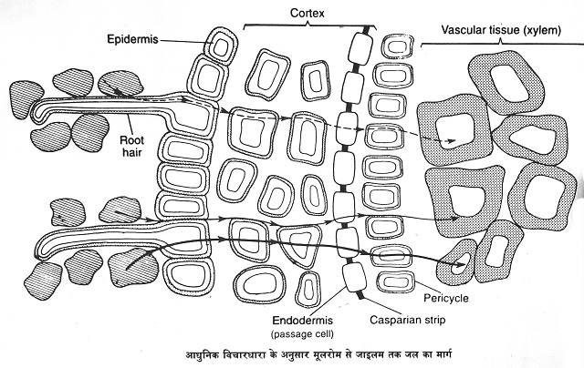 जड़ों द्वारा अवशोषण (Absorption by Roots)|hindi