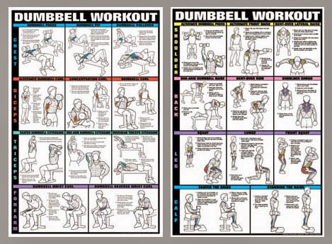 bodybuilding exercises chart for mendumbbell workout professional fitness wall charts two poster combo n5n5uhwu