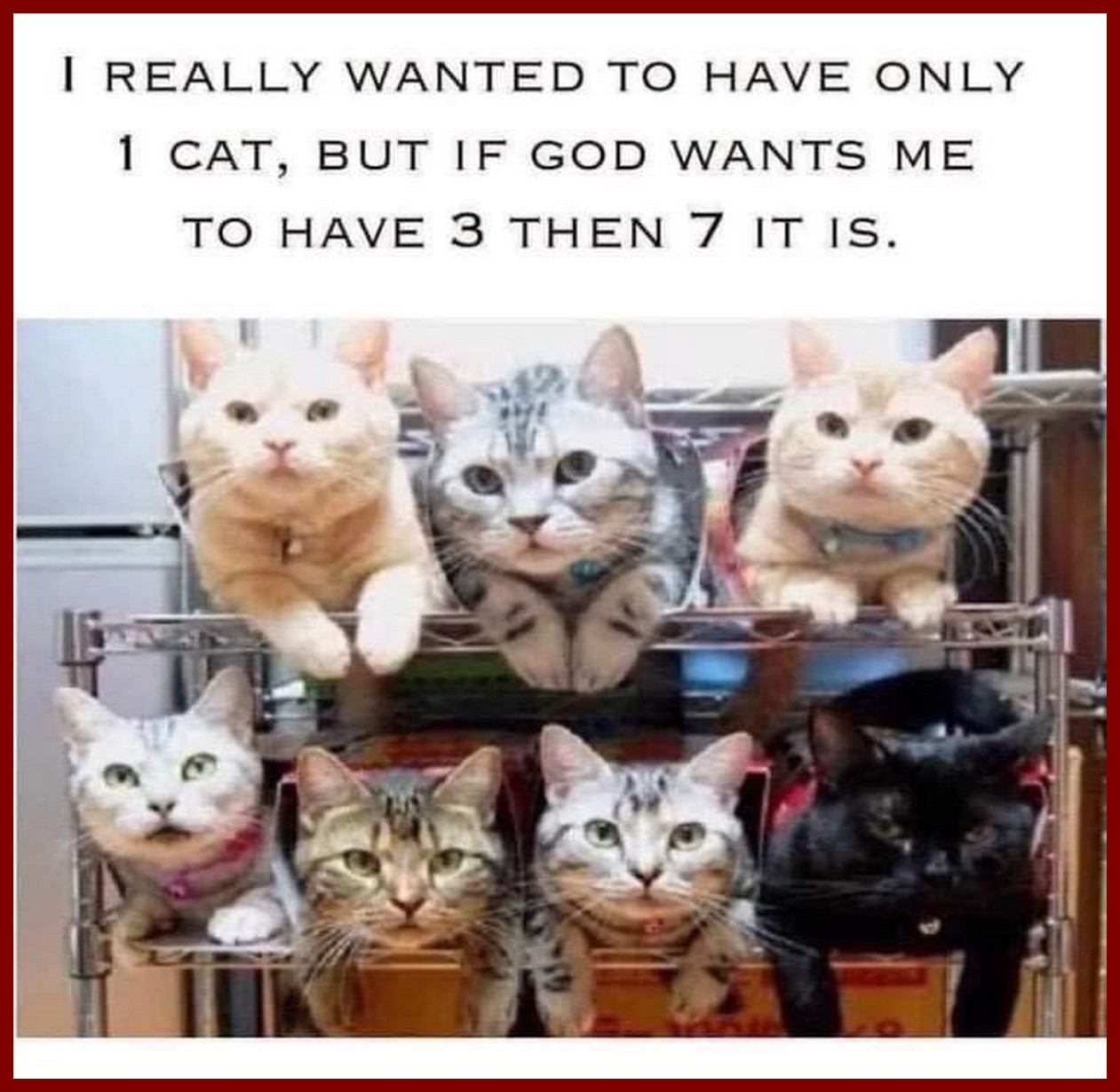 Я готов сразу несколько котов. Много кошек. Много котов. Несколько кошек. Несколько котов.
