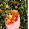 Tüplü Meyve Fidanları