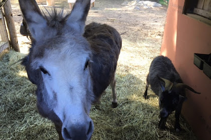 Building Unity Farm Sanctuary - Second Week of June 2017