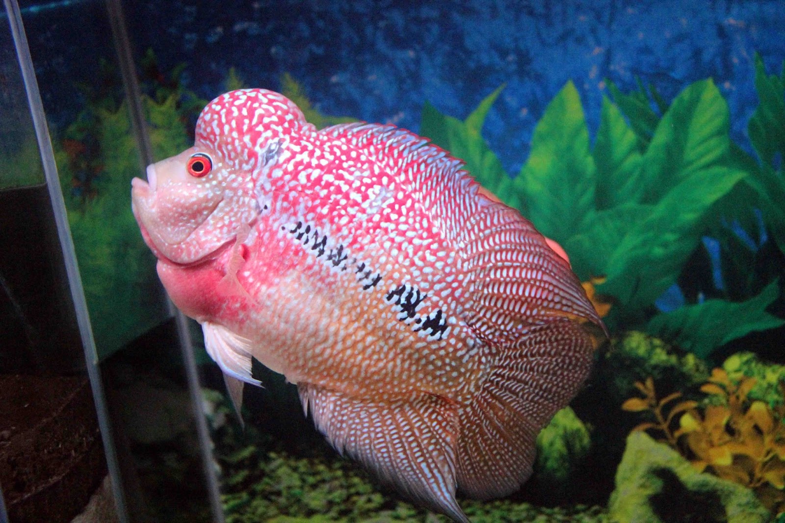 Wallpaper Ikan Bergerak Dalam Aquarium Images Hewan Lucu Terbaru