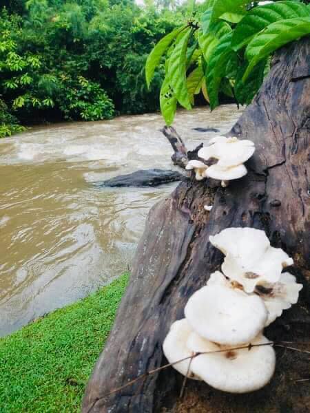 කුරුණෑගල මගුරු ඔය අසබඩ - උපරිම නිදහසක් 🌳🪴🌺🍃 (Maguru Oya Asabada) - Your Choice Way