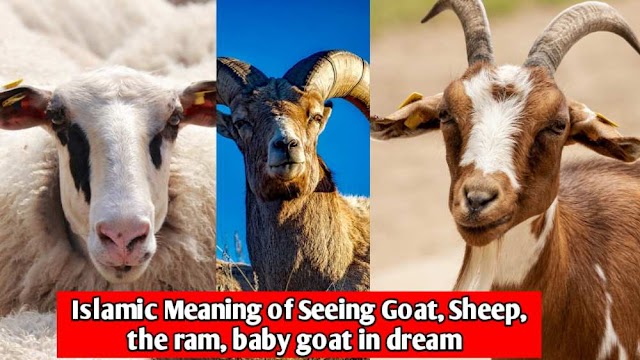 Islamic Meaning of Seeing Goat, Sheep, the ram, baby goat in dream - Islamic interpretation 
