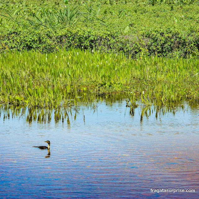 Biguá, ave aquática do Pantanal