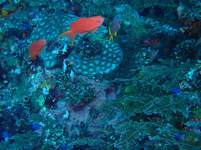 Pseudanthias squamipinnis