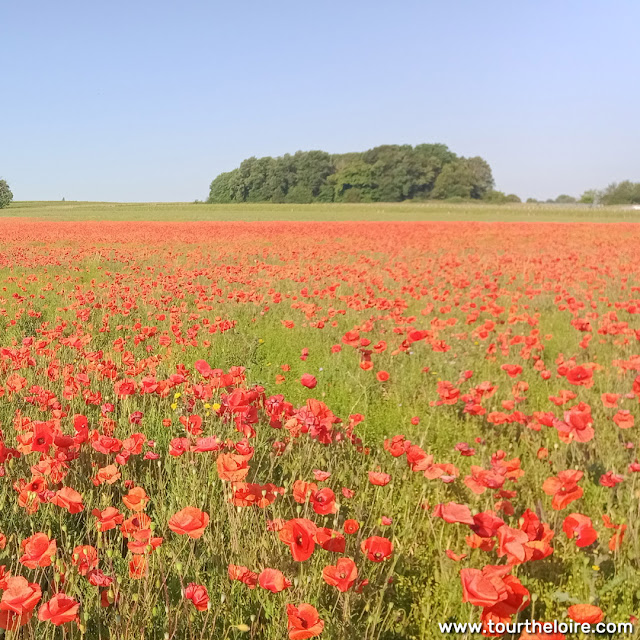 Field Poppy Papaver rhoeas, Indre et Loire, France. Photo by Loire Valley Time Travel.