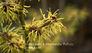 Hamamelis x Intermedia Pallida