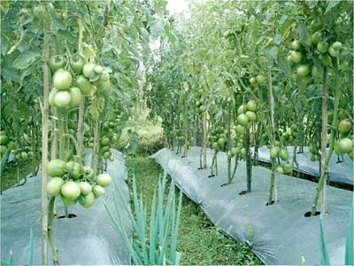 Tomatoes Plant