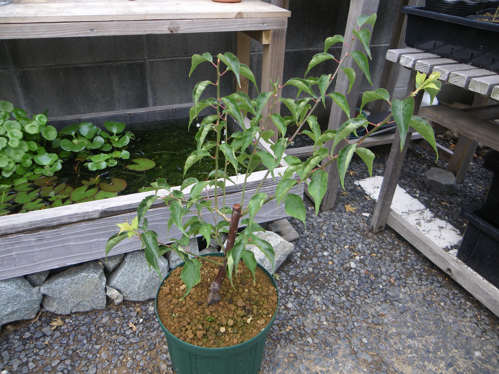 梅の育て方 梅の苗木を鉢植えにして花を楽しむ メダカの大工