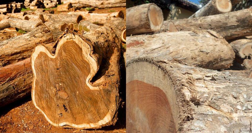 perbandingan kayu jati perhutani dan kayu jati kampung