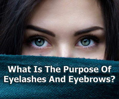 Why Are Eyelashes And Eyebrows Important