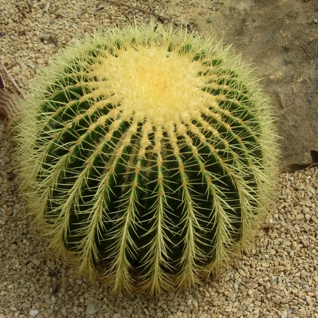 Cacto Cadeira-de-sogra ou Echinocactus grusonii