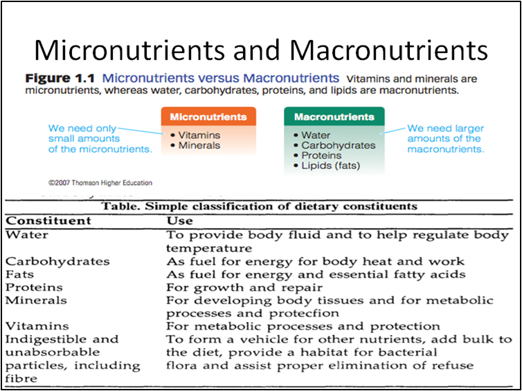 Understanding The Impact Of Nutrition Micronutrients And Macronutrients