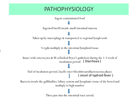 Laboratory diagnosis of Enteric fever