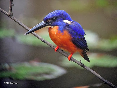 Martín pescador brillante Alcedo quadribrachys