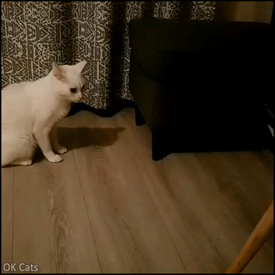 Funny Kitten GIF • BOOO!  Sneak attack! White cat startled by a tiny black [ok-cats.com]