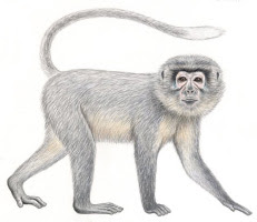 mangabey de sanje Cercocebus sanjei