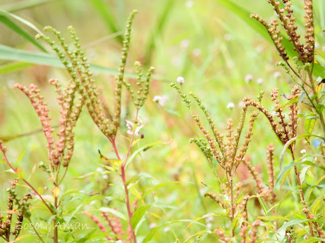 Penthorum chinense