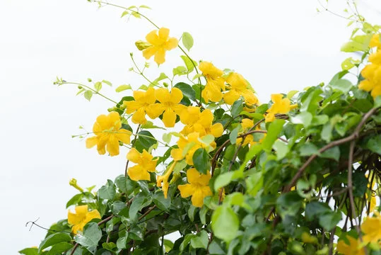 50 Medicinal Plants for Inflammation