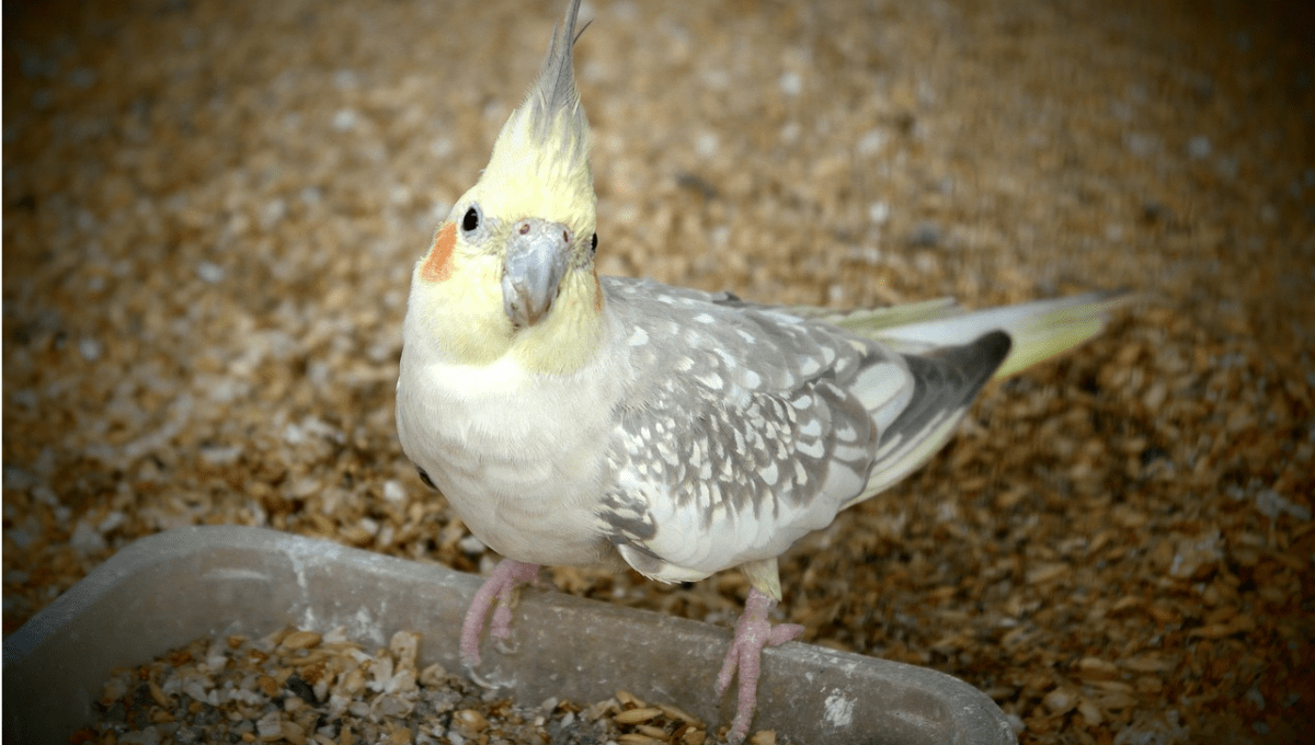 Soft food for cockatiel