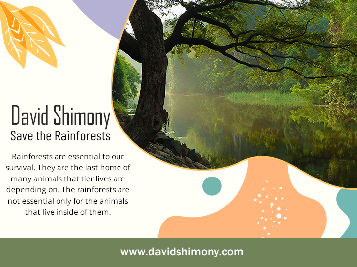 David Shimony - Save the Rainforests