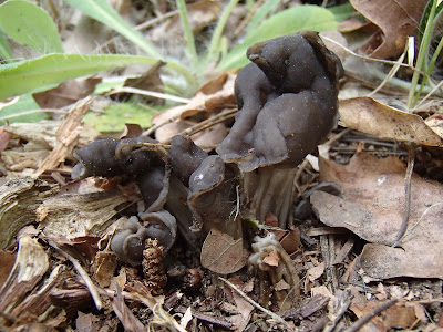 piestrzyca zatokowata Helvella lacunosa