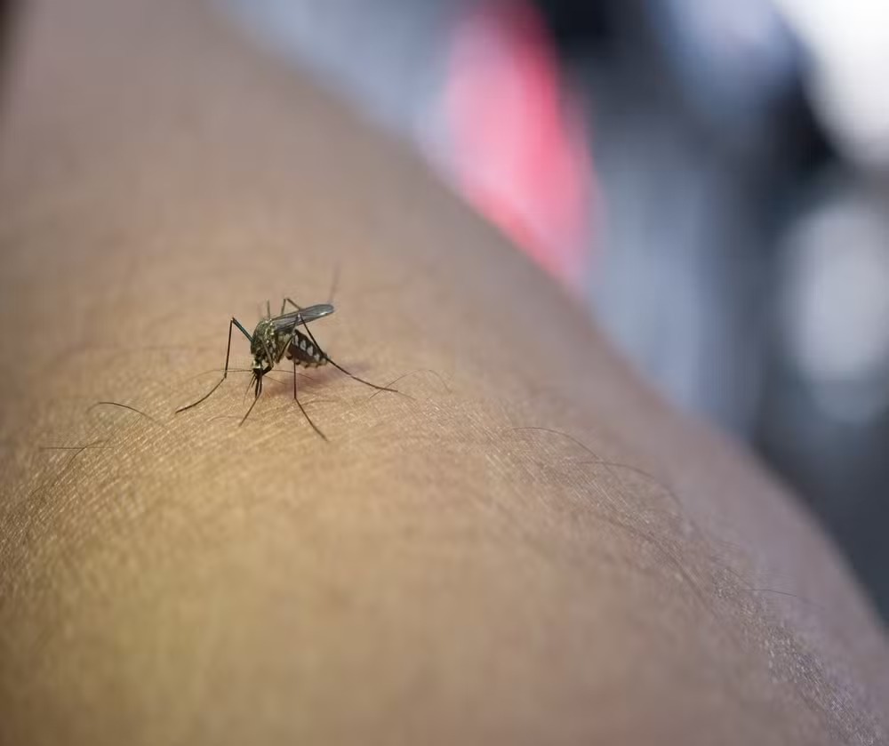 Mais 23 cidades do Ceará vão receber vacina da dengue